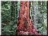 Redwood trunk