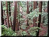 Lots of second-growth redwoods along the way.