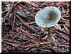 A perfectly round mushroom, 'like a record player [speaker phone]' says Greg.