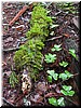 Moss grew all over live and decomposing trees.  Feather-like, they were very delicate-looking.