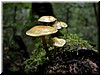 A little family of mushrooms. You can see some bugs on top of the leftmost specimen.