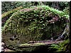 This boulder is the size of a large van; spotted with lots of fern.