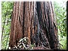 One of the many old-growth redwoods.  Takes you back a few thousand years!