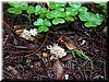 A species of mushroom/fungus which we had never seen before!