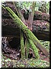 Split log pieces leaning against another fallen redwood.