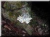 Fractal-like patterned plant... so many varieties in this park. This is likely a species of the lichen family.