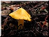 Mushrooms aren't always white, black, or grey. They can be yellow, too!