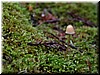 (same mushroom as 9913) If you look close enough, you can see a whole world on this little patch of nature.