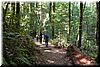 The hikers stroll through the heavily shaded forest on soft trails padded by fallen leaves and twigs.