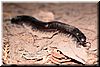 A millipede with probably at least 100 pairs of legs.  A gentle creature, it paused while I took its pictures.