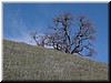 The day started with plenty of blue sky, as seen here as the backdrop of a oak tree.