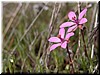 'Red-stemmed Filaree' (Erodium cicutarium)