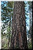 Countless holes crowd the bark of a pine tree - see also the 3 following pics.