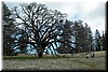 A magnificent oak tree.