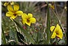 'Redwood Violet' (Viola sempervirens) - I'm a little surprised to find them in the open field.