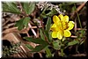 'California Buttercup' (Ranunculus californicus)