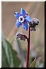 Western Hound's Tongue (Cynoglossum grande). Looks like a forget-me-not but is much bigger (1/2 in to 1 in across)
