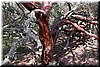 Manzanita trees have smooth bare trunks.