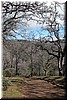 A trail lined with blue oak