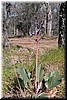 Western Hound's Tongue (Cynoglossum grande).