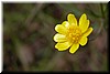 'California Buttercup' (Ranunculus californicus)