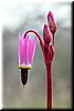 Lowland shooting star