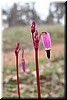 Lowland shooting star