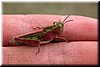 A rather colorful grasshopper, perhaps because it is spring.