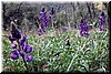 First batch of the beautiful Lupines.