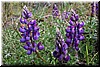 Lupines - reminds you of Monet doesn't it?