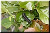 A caterpillar on a holly tree. What will it turn into?