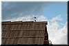 A bluejay on the roof of the cooler.