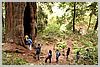 The Advocate - largest redwood in the park - 45 feet in circumference