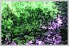 Ok, the color's not really this purple and green, but Songyuan mentioned Monet... so here's my attempt!