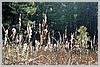 Cattails shedding their furs.