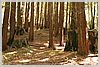 New redwoods grow around those that were taken down.