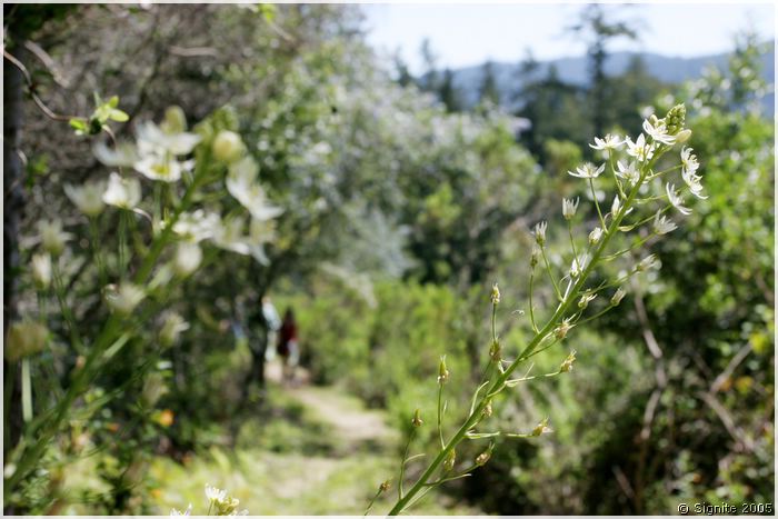 portola_044.jpg