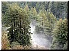 A patch of cloud/fog/mist surround the 'Ring' (of redwoods).