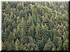 Green green green!  How nice it was to see the green pines and redwoods.