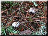 Mushrooms of all sizes and colors were popping up everywhere.