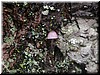 This little umbrella grew on the side of a tree, isn't it precious?