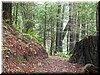 The trails were soft and moist, and lined with majestic trees and their subjects.