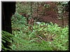 Ferns lined a steep hill and is met by a creek at the bottom.
