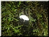 In the dim light of the forest, this little white mushroom appears like a lamp post.