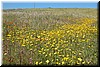 It was the perfect weather today and the views were spectacular, including millions of wildflowers!