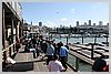 Pier 39, Fisherman's Wharf. Sea Lions (wild, not caged)