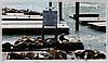 Pier 39, Fisherman's Wharf. Sea Lions (wild, not caged)
