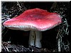 An exotic looking mushroom, about 6 inches across.  Looks really tasty!