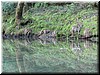 Imagine a deer stooped at the water's edge to quench its thirst...