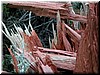 What's left of the base of a redwood - breathtaking nevertheless!